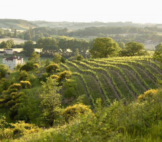 Vignobles du Gers