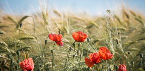 Coquelicots ©Pixabay