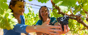 Vendanges grappe de raisin, vigne ©Charlène Pelut - CRTL Occitanie