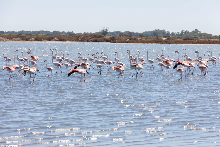 Flamants roses ©Jean-Marc Favre-CRTLOccitanie