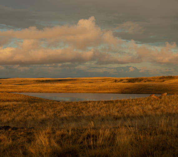 © Hern Justine Eau, plante, jaune