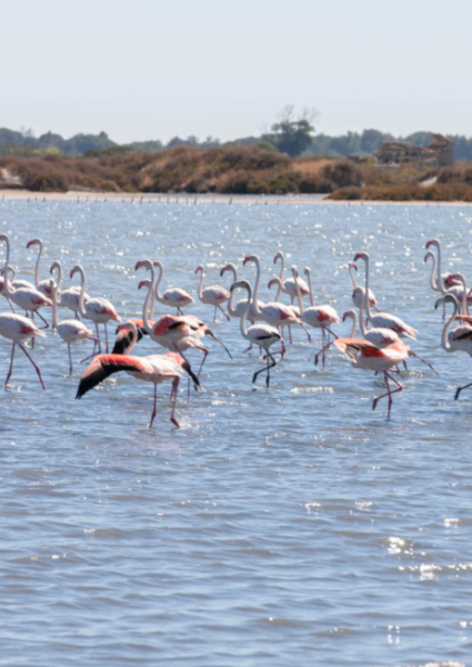 flamand rose, nature, mer