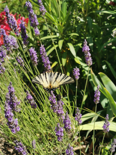 papillon, plante, biodiversité