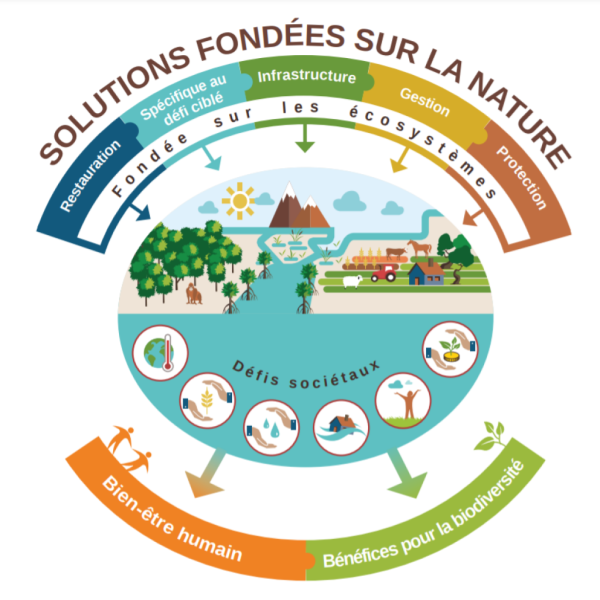 schéma solutions fondées sur la nature