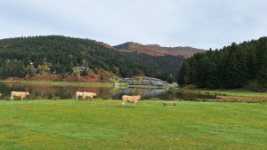 Lac de Payolle, vaches ©Christine Chabanette-CRTL Occitanie