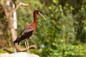 Oiseau ©Herve Leclair-Algodia-CRTLOccitanie