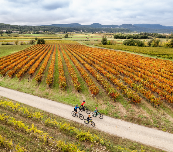 Vélo dans les vignobles des Cévennes ©Benoît COLOMB - PACT Cévennes - CRTL Occitanie